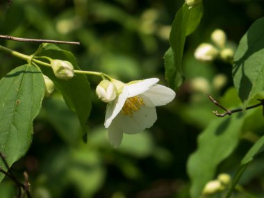 Gün ışığında Yumuşak Beyaz Sahte Portakal Çiçeği