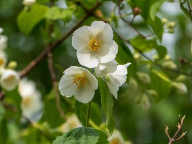 Baharda Beyaz Kokulu Portakal Çiçekleri