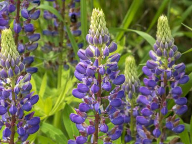 Güzel Mor Lupine Çayırdaki Çiviler