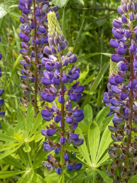 Dolu Açan Mor Lupine Yaban Çiçekleri