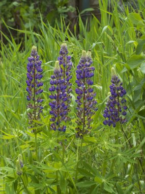 Yeşil Tarlada Canlı Mor Lupine Çiçekleri