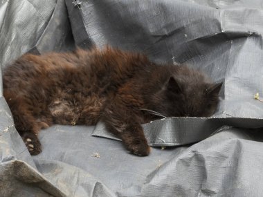 Shaggy Kahverengi Kedi Dışarıda Huzur İçinde Uyuyor