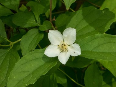 Güzel Beyaz Çiçek yemyeşil yaprakların arasında çiçek açıyor.
