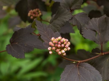 Koyu Yapraklı Pembe Buds Kümesi