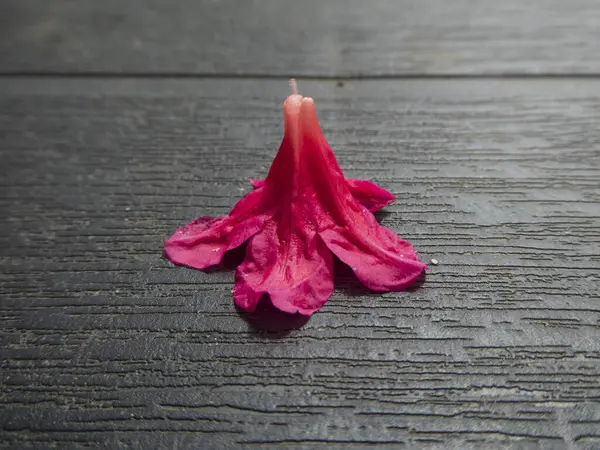 Koyu Ahşap Arkaplanda Kızıl Çiçek