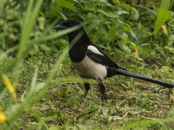 Yeşillikte Çarpıcı Bir Saksağan