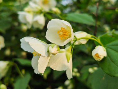 Kokulu Sahte Portakal Çiçekleri ve Tomurcukları 'nın yakın çekimi