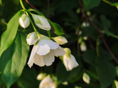 Akşam Işığında Yumuşak Beyaz Sahte Portakal Çiçekleri ve Tomurcukları