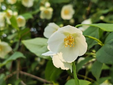Bol Beyaz Sahte Portakal Çiçekleri Sarı Damgalı