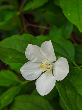 Yeşil Yapraklara Karşı Beyaz Sahte Portakal Çiçeği