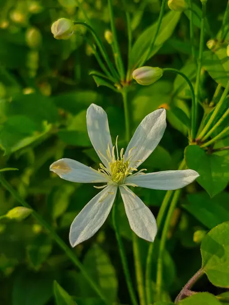 Zarif Beyaz Clematis Çiçeğinin Çiçeği 'nin Yakın Çekimi