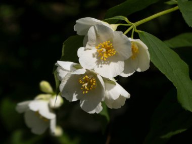 Sarı Kokulu Beyaz Sahte Portakal Çiçekleri Grubu