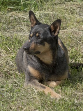 Siyah ve Tan Dog Otlakta dinleniyor