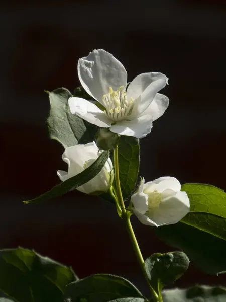 Koyu Arkaplan Karşısında Beyaz Sahte Portakal Çiçekleri