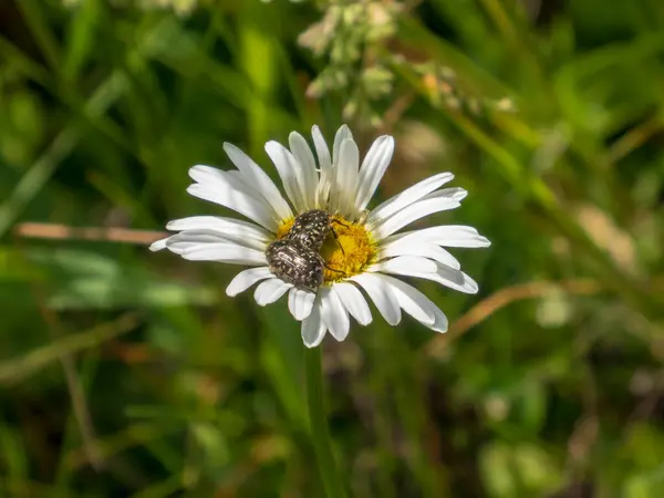Yeşil Arazide Beyaz Papatyadaki Böcek