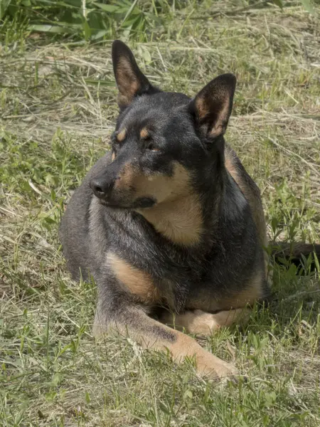 Siyah ve Tan Dog Otlakta dinleniyor