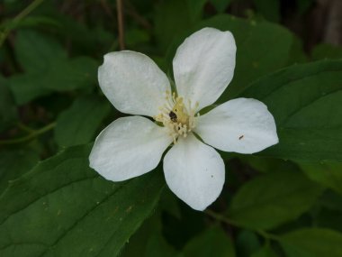 Sahte Portakal Çiçeğinin Saf Beyaz Yaprakları
