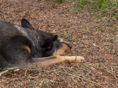 Serene Dog Huzur içinde Dinleniyor