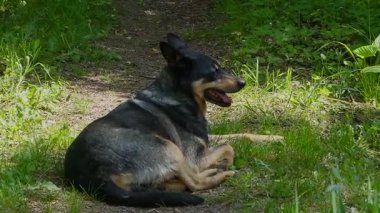 Mutlu Köpek, Çimenli Yol 'da Güneş Işığında Rahatlıyor