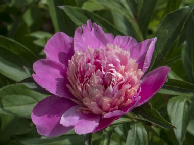 Canlı Pembe Şakayık Tam Şan Çiçeği