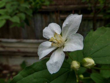 Tomurcuklu Tek Beyaz Sahte Portakal Çiçeği