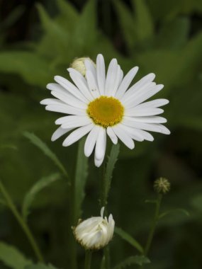 Çiçek açmış Güzel Beyaz Daisy