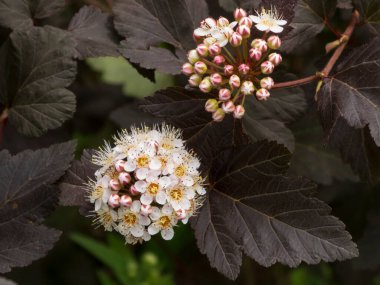 Canlı bir Ninebark Çiçeği Kümesi