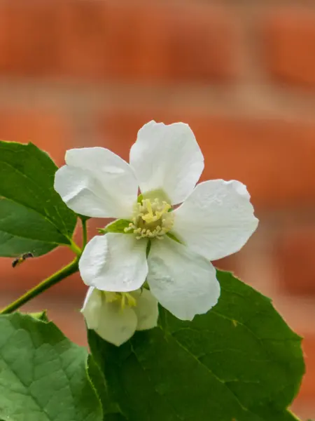 Yeşil Yapraklı Beyaz Sahte Portakal Çiçeği