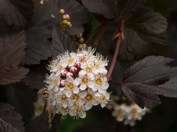Ninebark Çiçeklerinin Yakın Görüntüsü
