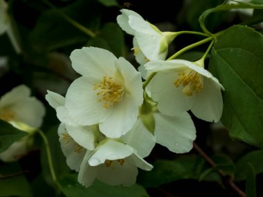 Yeşil Yapraklı Kokulu Beyaz Sahte Portakal Çiçekleri