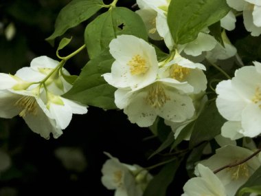 Parlak Beyaz Sahte Portakal Çiçekleri Karanlık Arkaplan Karşısında