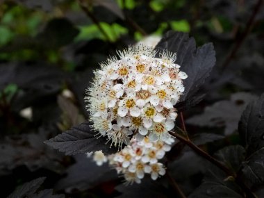 Narin Beyaz ve Sarı Çiçekli Koyu Yapraklı Ninebark Çalısı