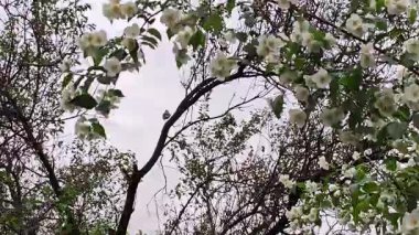 Bulutlu bir günde Beyaz Çiçeklerin arasına tünemiş minik kuş