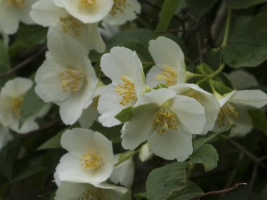 Bol Beyaz Sahte Portakal Sarı Merkezlerle Çiçek Açar