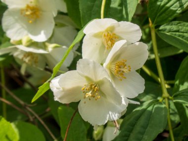 Güneş Işığında Beyaz Sahte Portakal Çiçekleri
