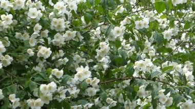 Bahar Bahçesinde Yeşil Yapraklar ve Beyaz Çiçeklerle Çiçekli Sahte Portakal Çalısı