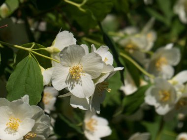 Güneş Işığında Güzel Beyaz Sahte Portakal Çiçekleri