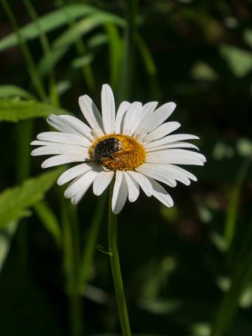 Beyaz Papatya Çiçeğini Tozlaştıran Böcek
