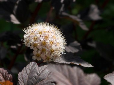 Karmaşık Beyaz Ninebark Çiçeği Karanlık Yapraklara Karşı