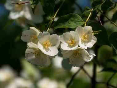 Güneş Işığında Beyaz Sahte Portakal Çiçekleri Kümesi