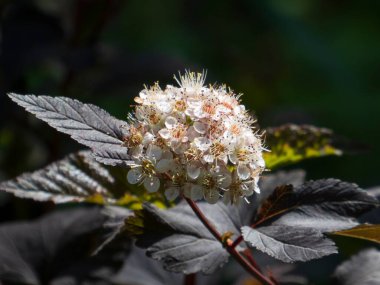 Küresel Beyaz Ninebark Çiçeği Koyu Yapraklarda