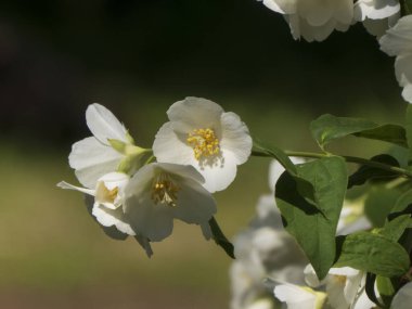 Güneş Işığında Parlak Beyaz Sahte Portakal Çiçekleri