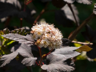 Koyu Yapraklar Üzerinde Güneş Işığı Beyaz Ninebark Çiçeği
