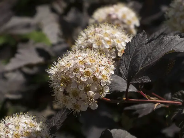 Koyu Yapraklı Beyaz Çiçekli Ninebark Çalısı