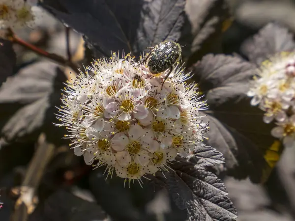 Beyaz Ninebark Çiçeği 'ndeki Koyu Yapraklı Böcek