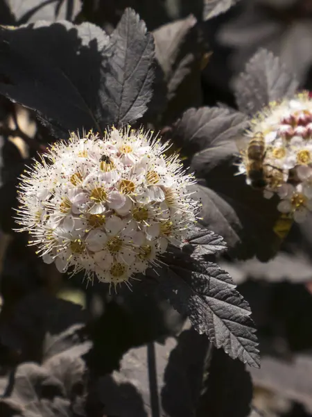 Koyu Yapraklı Beyaz Çiçekli Ninebark Çalısı