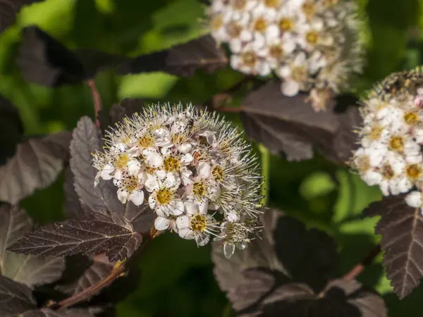 Beyaz Ninebark Çiçekleri ve Koyu Yapraklar Kümeleri