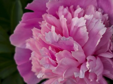 Yumuşak Yapraklı Muhteşem Pembe Şakayık Çiçeği