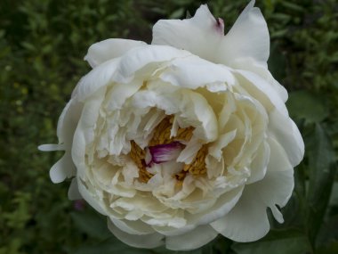 Yemyeşil Beyaz Şakayık Çiçeği Yumuşak Işıkta Açılıyor