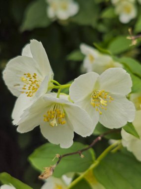 Baharda Parlak Beyaz Sahte Portakal Çiçekleri